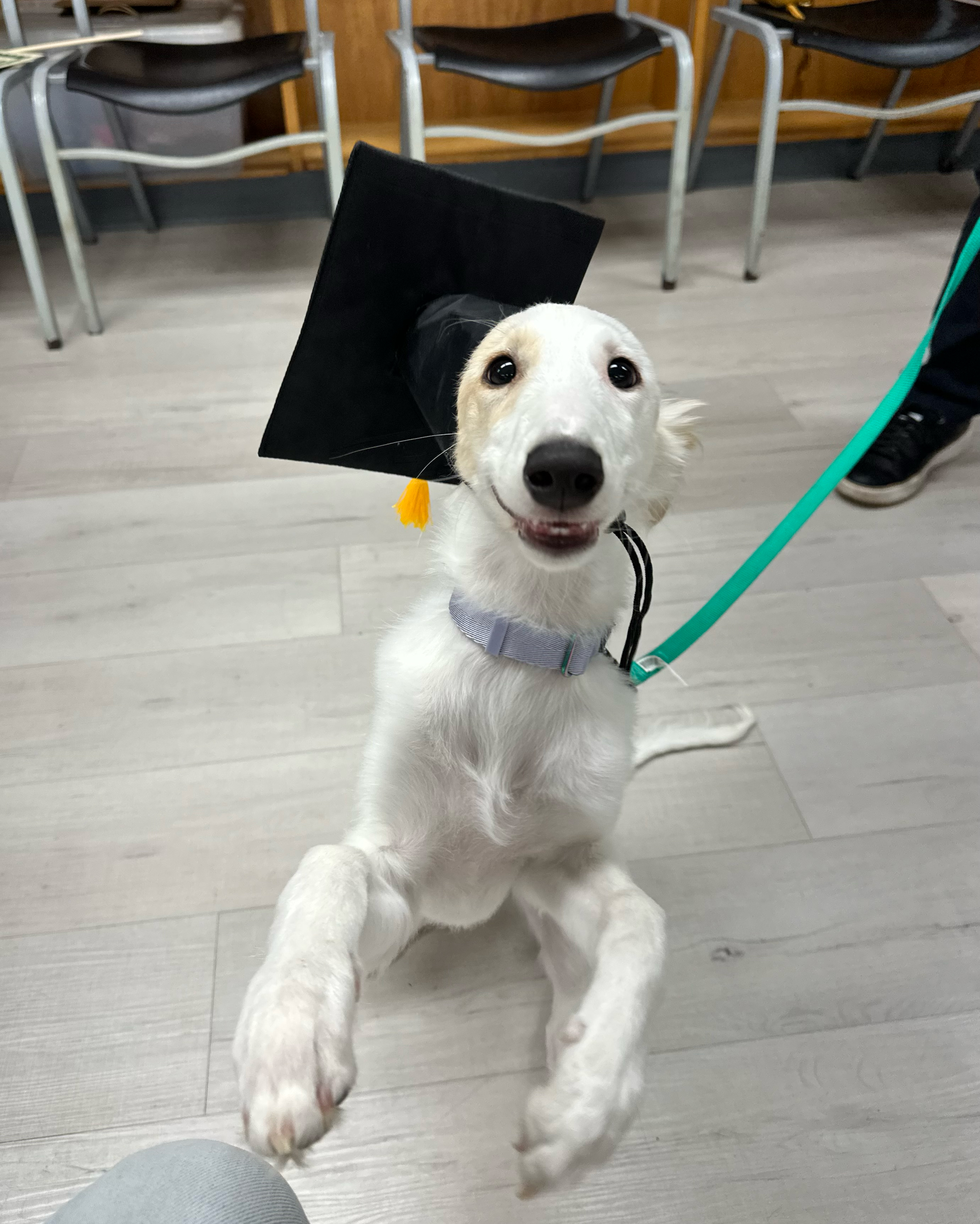 Nova graduating from Puppy Kindergarten
